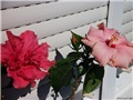 tropski hibiskus